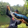 Seorang pemancing di Kalimantan mendapatkan tangkapan ikan toman biru