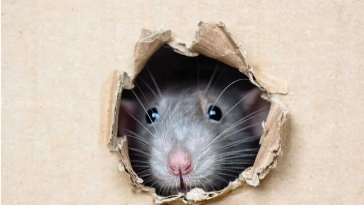 Cara Alami Mengusir Tikus dari Dalam Rumah 100 Persen Ampuh