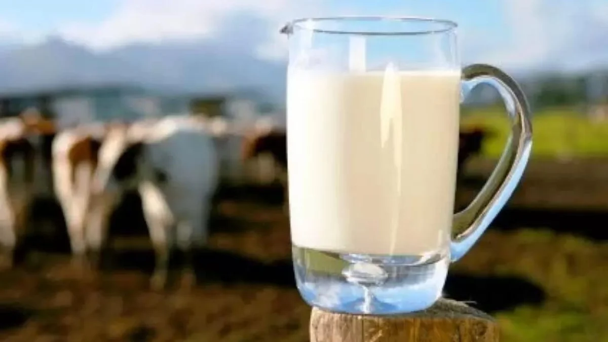 Kandungan Nutrisi Susu Sapi dan Manfaatnya