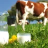 Susu Sapi dan Kesehatan Jantung: Apa Kaitannya?