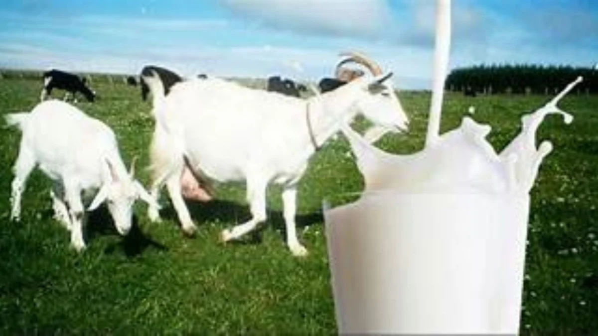 Kaya Kalsium: Manfaat Susu Domba untuk Tulang
