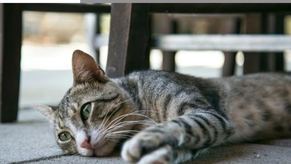 Kenali 5 Ciri-Ciri Ketika Kucing Merasa Bosan dan Kesepian, Apa Saja?