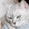 Ciri-ciri Kucing Sedang Stres, Perhatikan Tingkah Lakunya