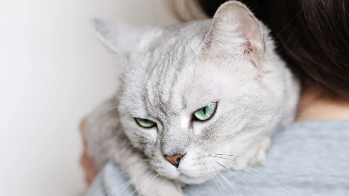 Ciri-ciri Kucing Sedang Stres, Perhatikan Tingkah Lakunya