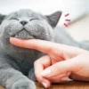 Bahasa Tubuh Kucing: Membaca Ekspresi dan Gerakan untuk Memahami Maksud Mereka