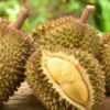 5 Manfaat Buah Durian bagi Kesehatan, Bisa Turunkan Kolesterol!