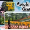 Wisata Lama Rasa Baru! Explore Keindahan Taman Kincir New Marigold Garden di Karawang