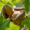 Beberapa Manfaat Dari Pohon Kacang Almond, Bisa Jadi Cemilan Untuk Diet Cek Disini