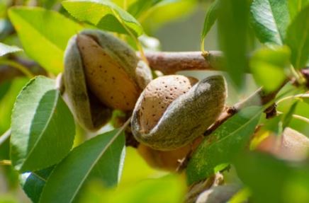 Beberapa Manfaat Dari Pohon Kacang Almond, Bisa Jadi Cemilan Untuk Diet Cek Disini
