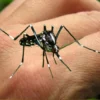 Nyamuk demam berdarah adalah salah satu yang perlu diwaspadai di musim hujan