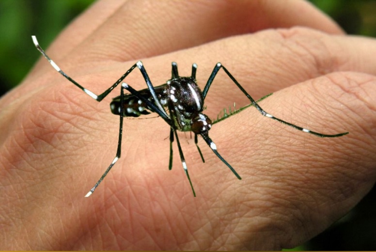 Nyamuk demam berdarah adalah salah satu yang perlu diwaspadai di musim hujan