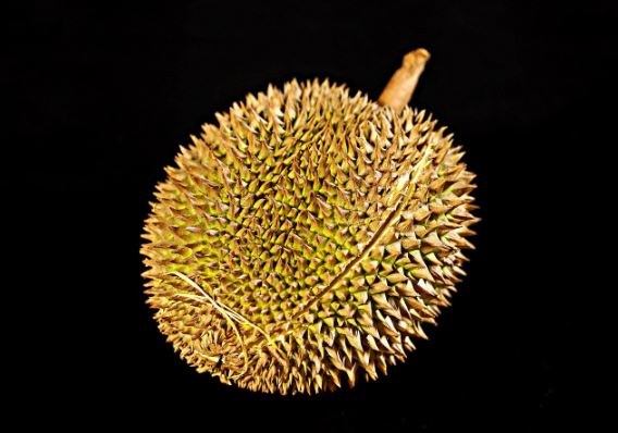 Pencinta Durian Harus Tahu Ini, Perbedaan Durian Musang King dengan Durian Monthong