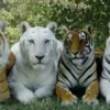 Eksplorasi Keberagaman 4 Varian Harimau dan Sejarahnya