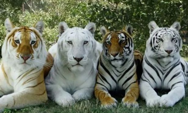 Eksplorasi Keberagaman 4 Varian Harimau dan Sejarahnya