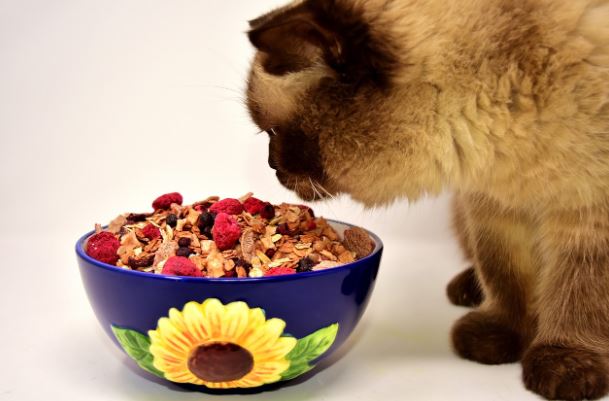 Kalian Harus Bisa Memilih Makanan Kucing yang Berkualitas, Simak Makanan Kucingnya Disini